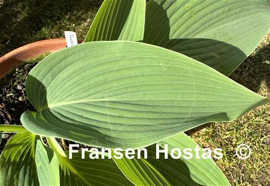 Hosta Feathervane